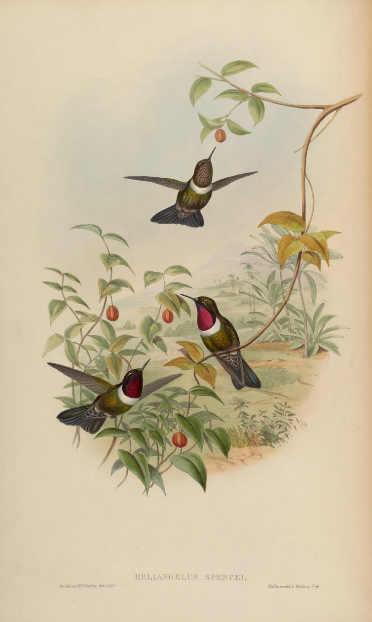 Heliangelus spencei by John Gould