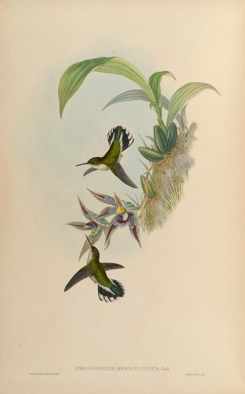 Phlogophilus hemileucurus on Paphinia cristata (orchid) by John Gould