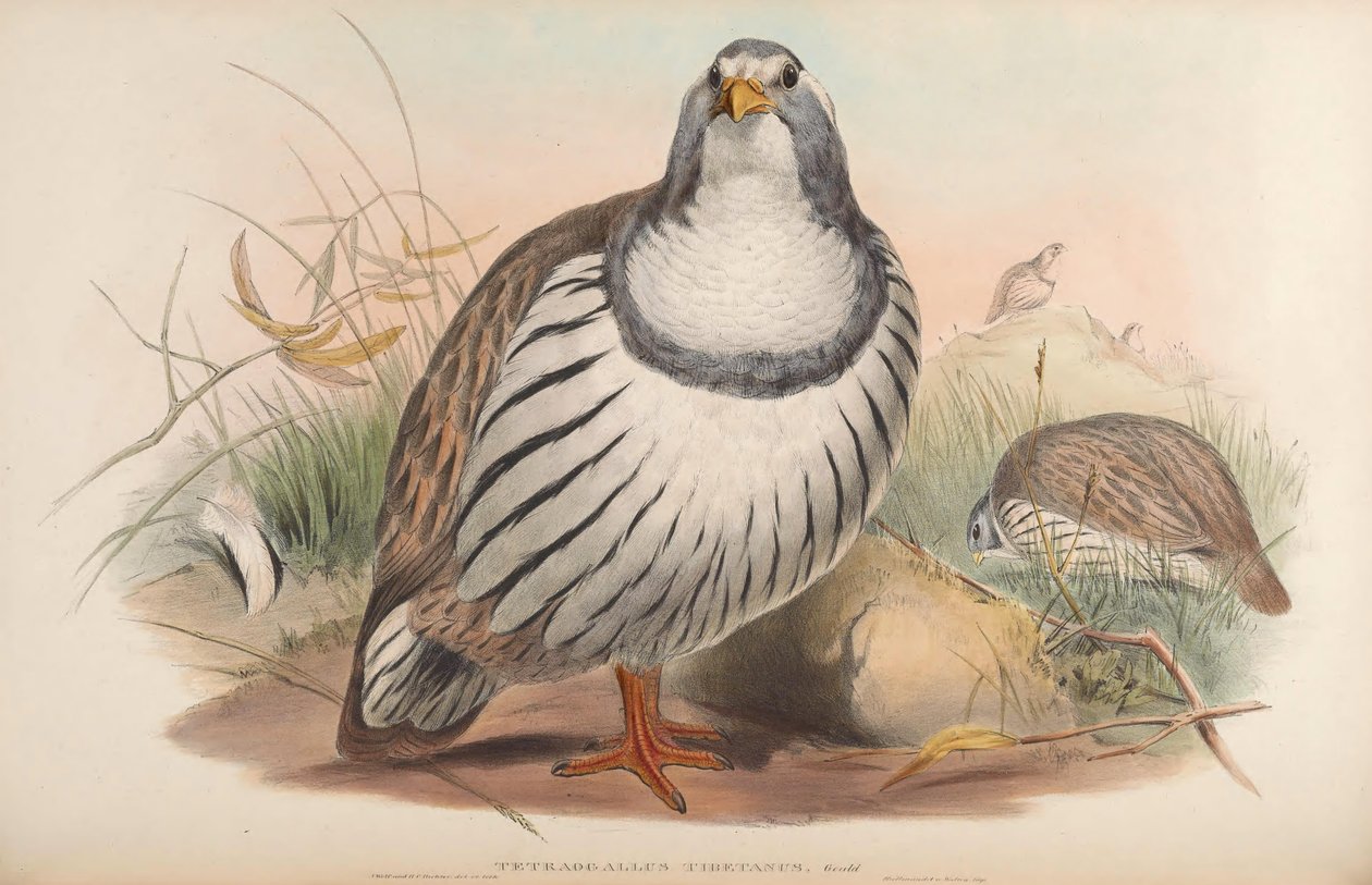 Tibetan Snowcock by John Gould
