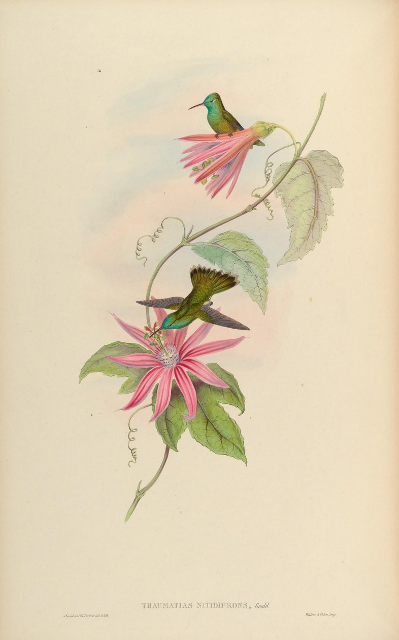 Thaumatias nitidifrons by John Gould