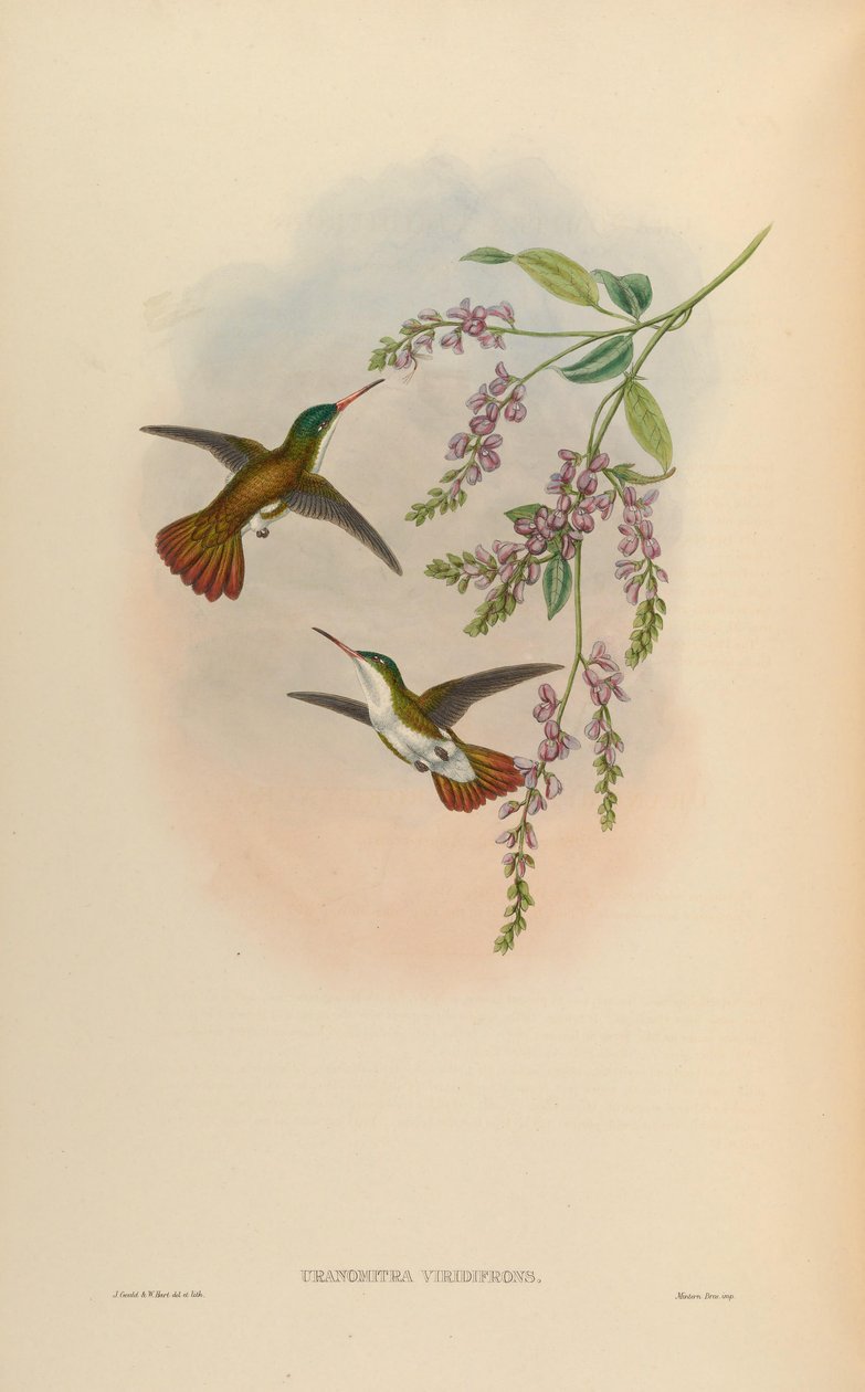 Uranomitra Viridifrons = Amazilia Viridifrons Viridifrons by John Gould