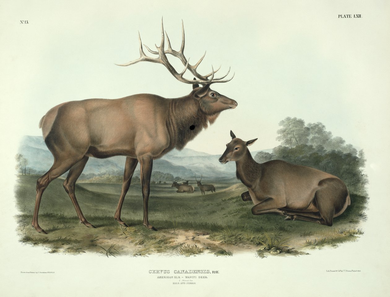 Cervus Canadensis (American Elk, Wapiti Deer), Plate 62 from 