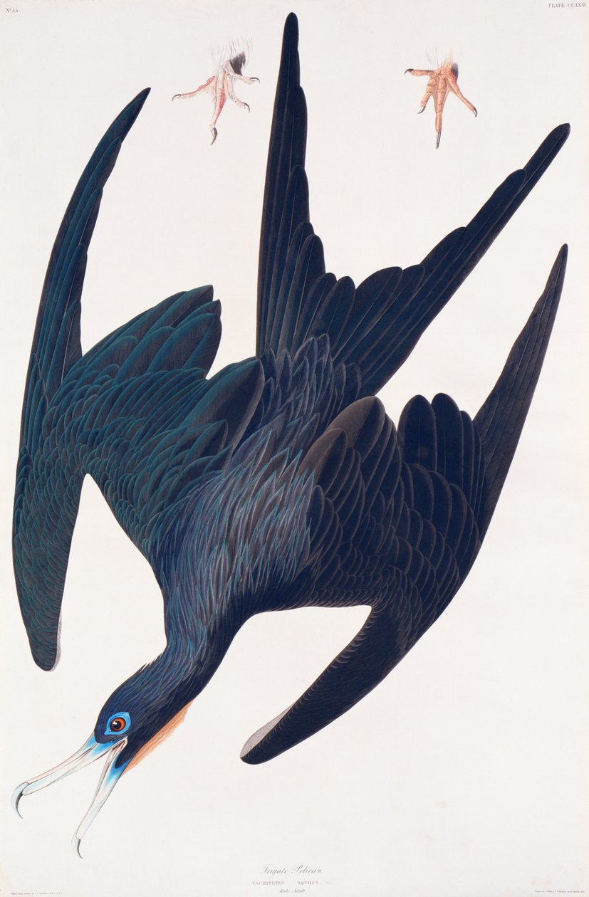 Frigate Penguin, illustration from Birds of America by John James Audubon