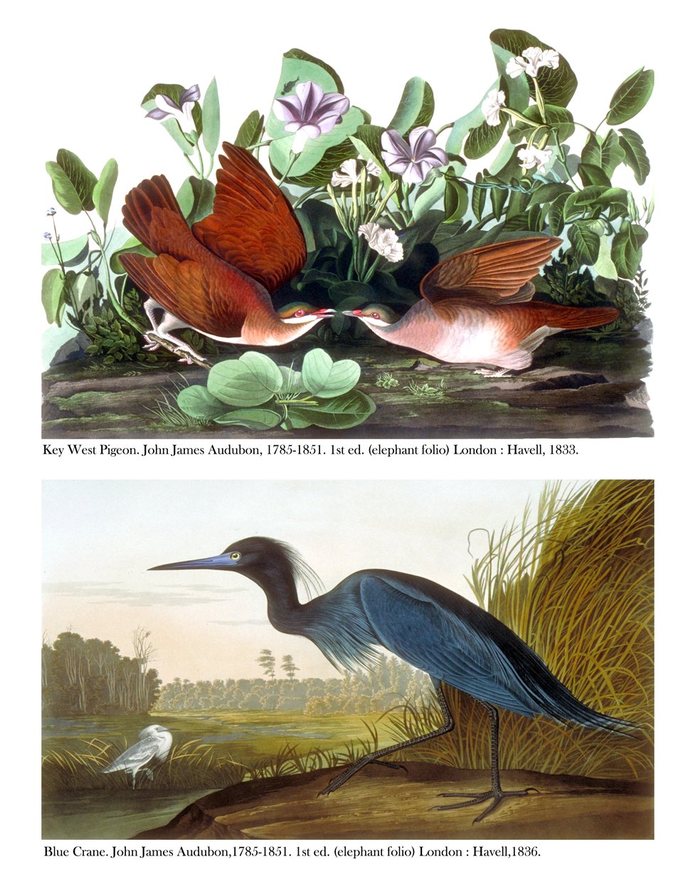 Key West Pigeon and Blue Crane, c.1833-36 by John James Audubon