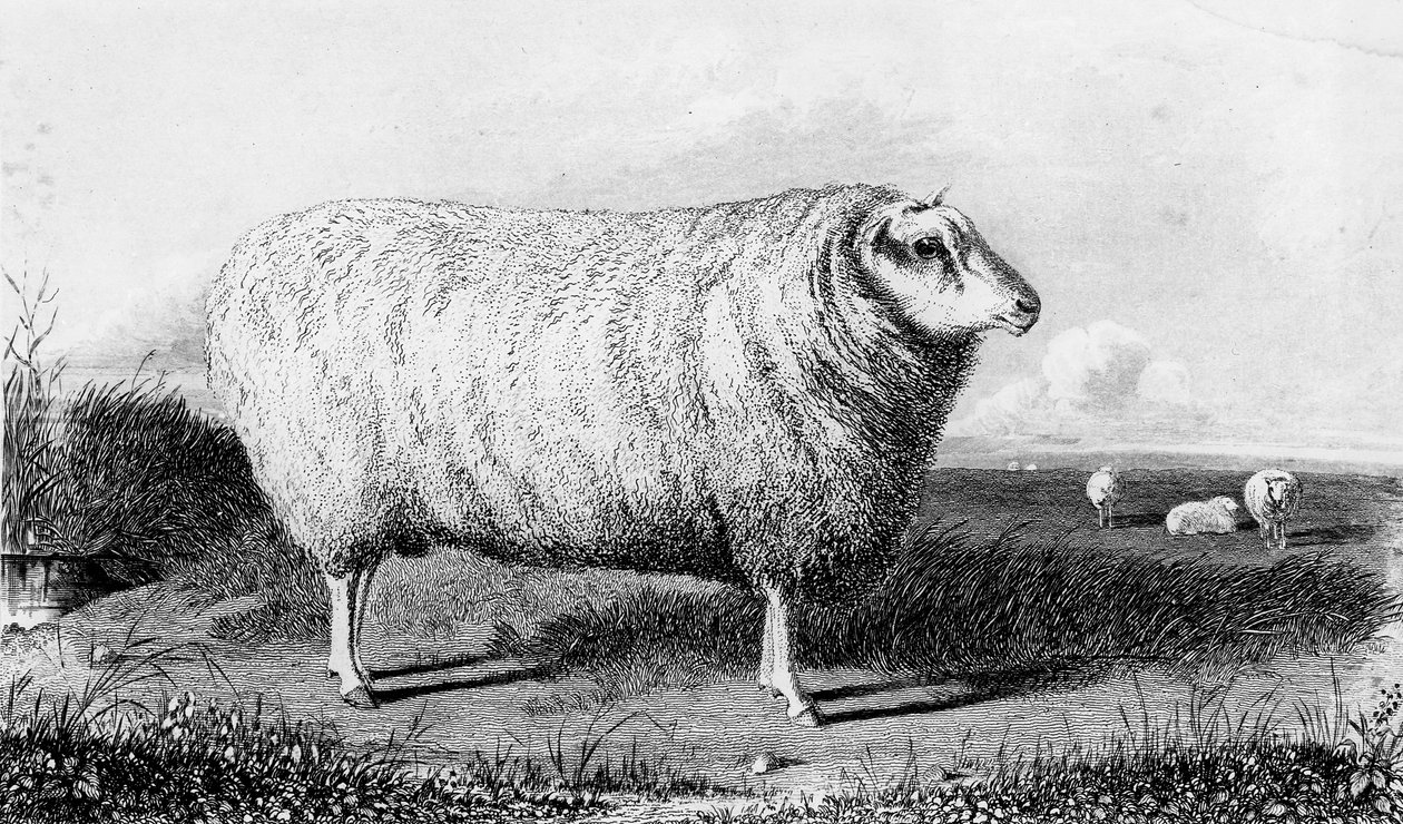 A Leicester Tup, engraved by Thomas Landseer by John Sheriff