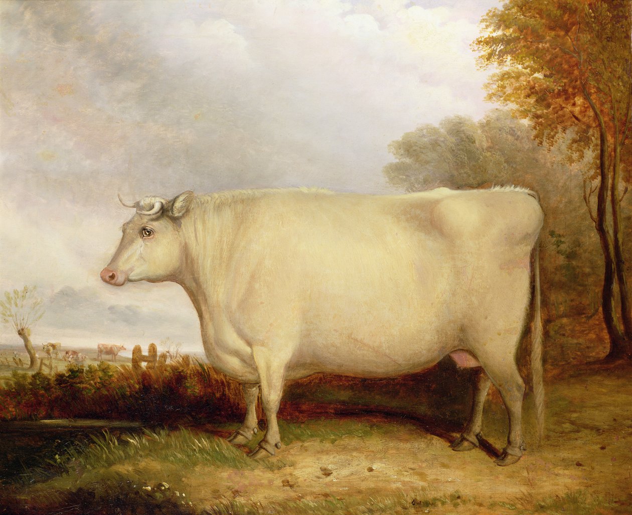 White, Short-horned Cow in a Landscape by John Vine