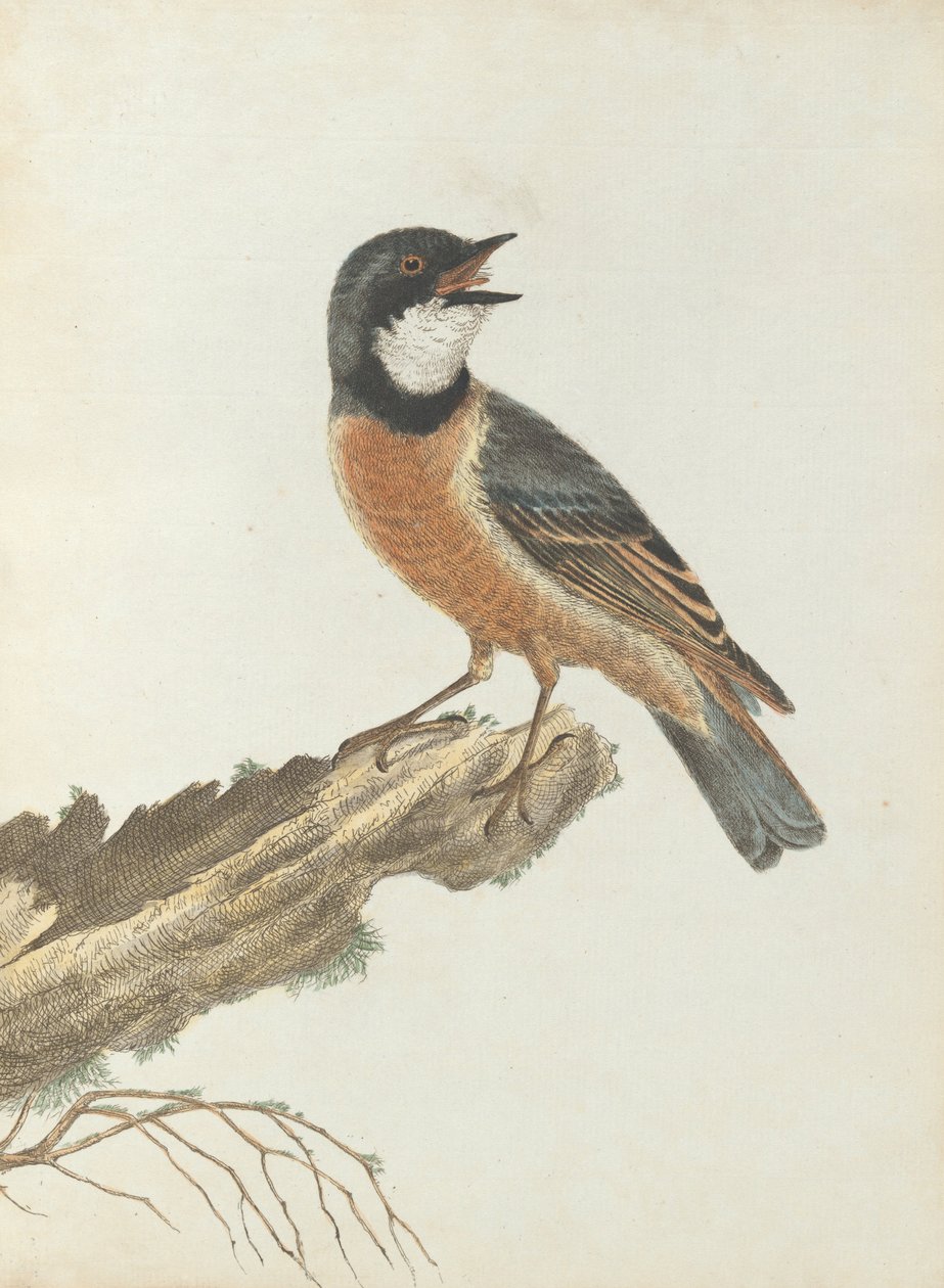 Orange breast thrush from Birds of New South Wales with their natural history by John Lewin by John William Lewin