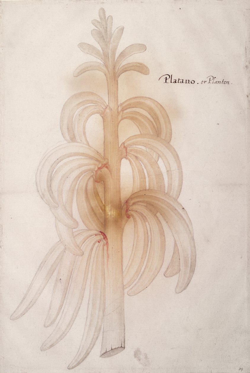 Plantain by John White