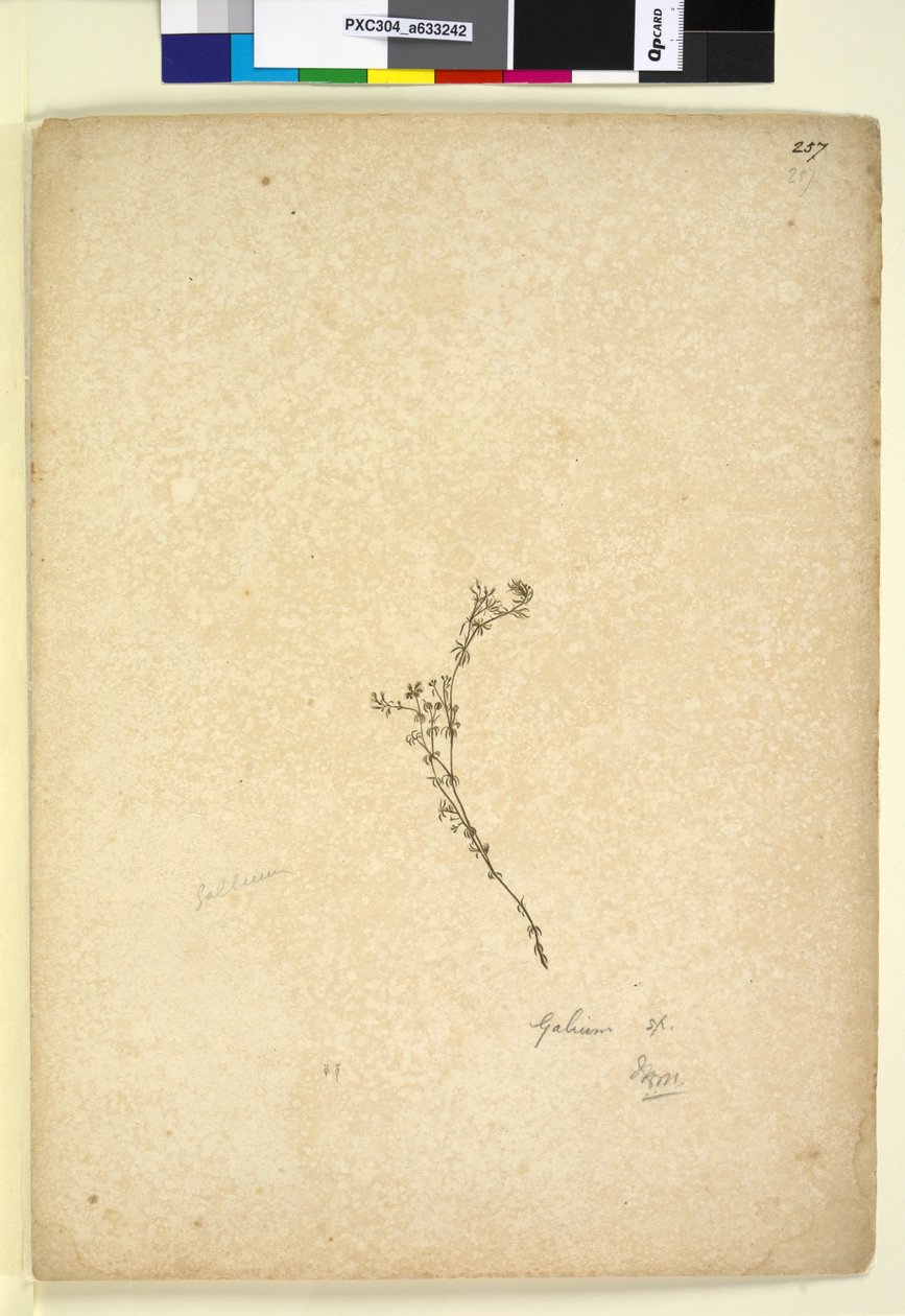 Page 257. Galium sp. by John William Lewin