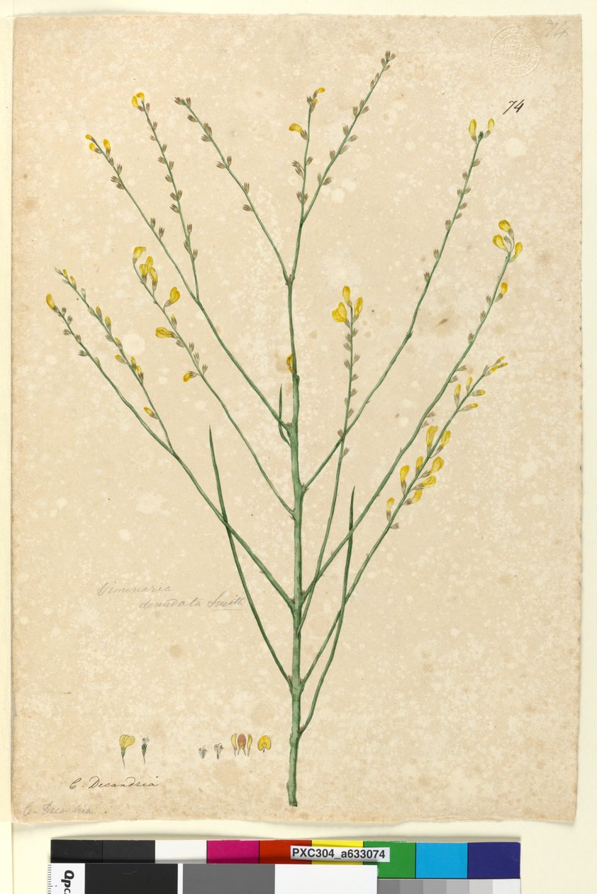 Page 74. Viminaria denudata by John William Lewin