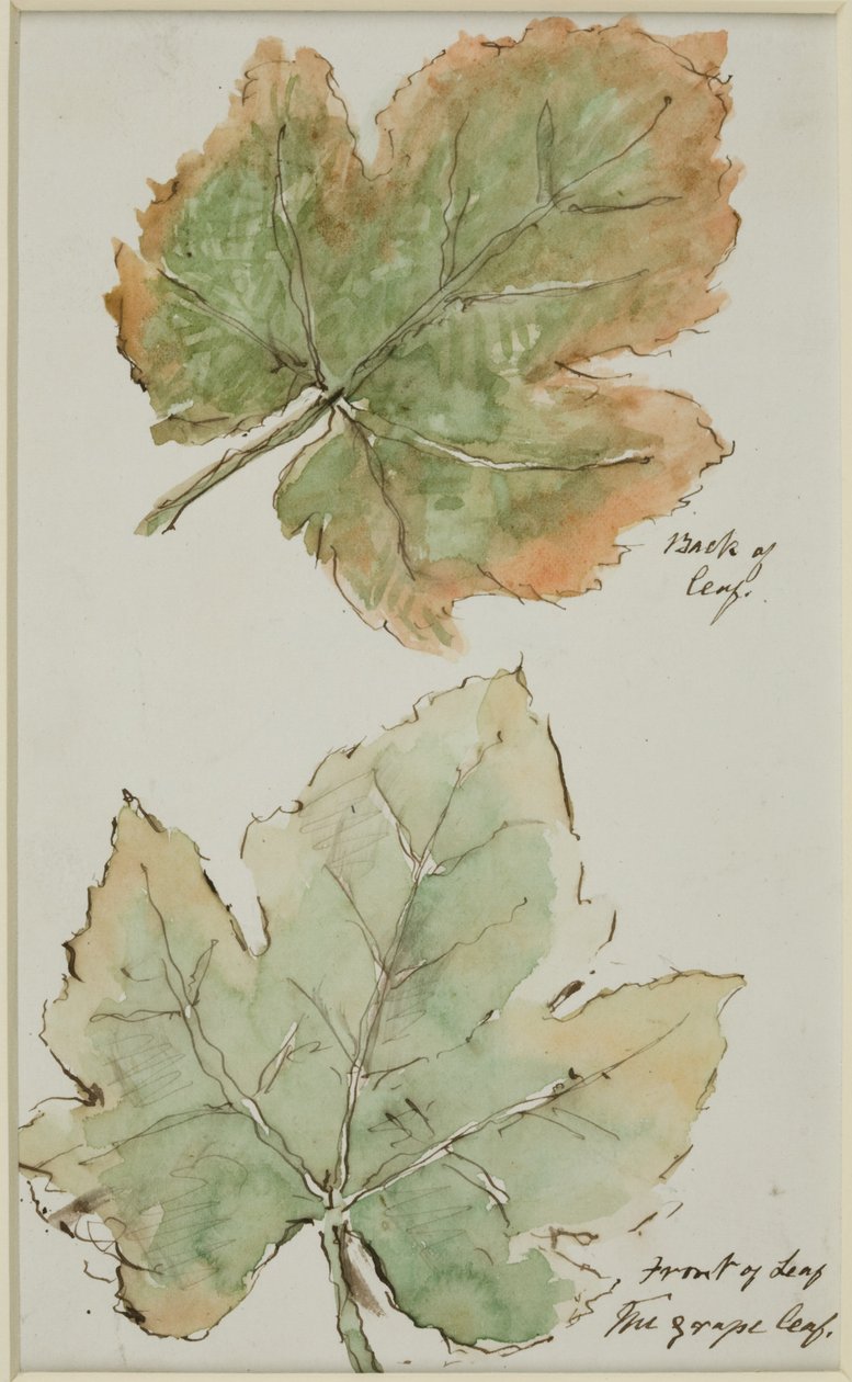 The Grape Leaf by John Wilson Carmichael