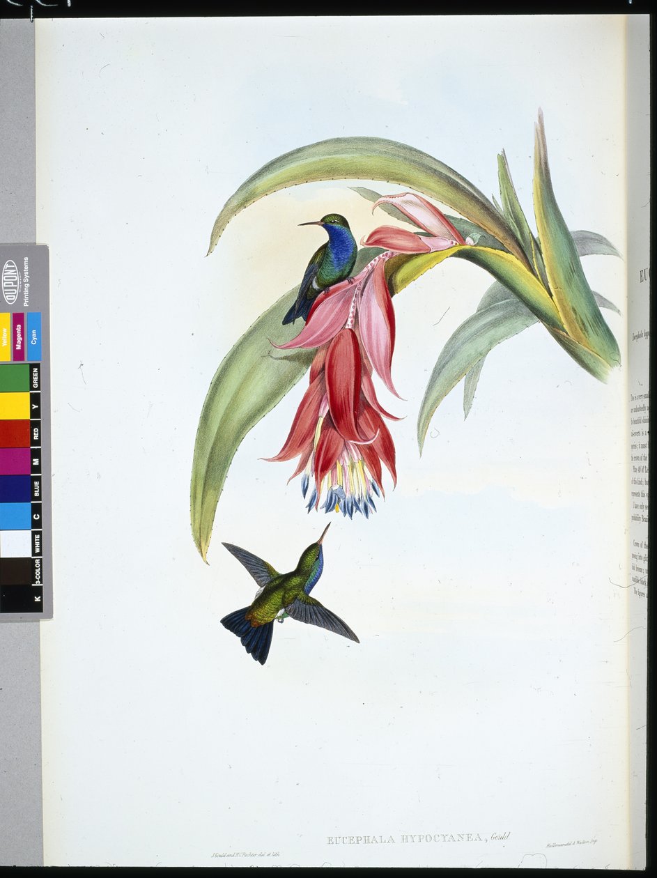 Blue-breasted Sapphire by John (after) Gould