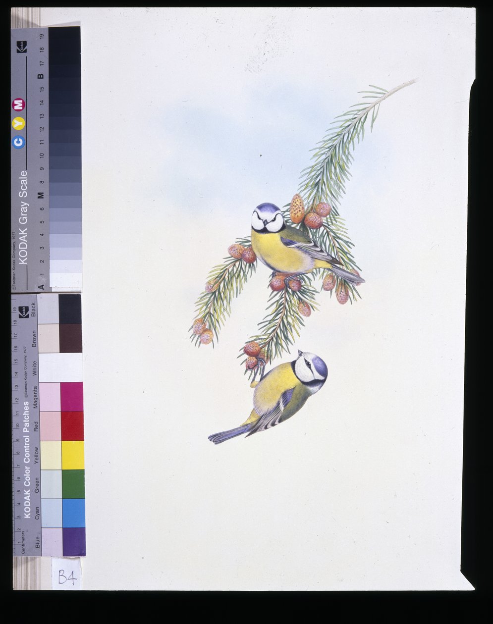 Blue Tit (Parus Caeruleus) by John (after) Gould