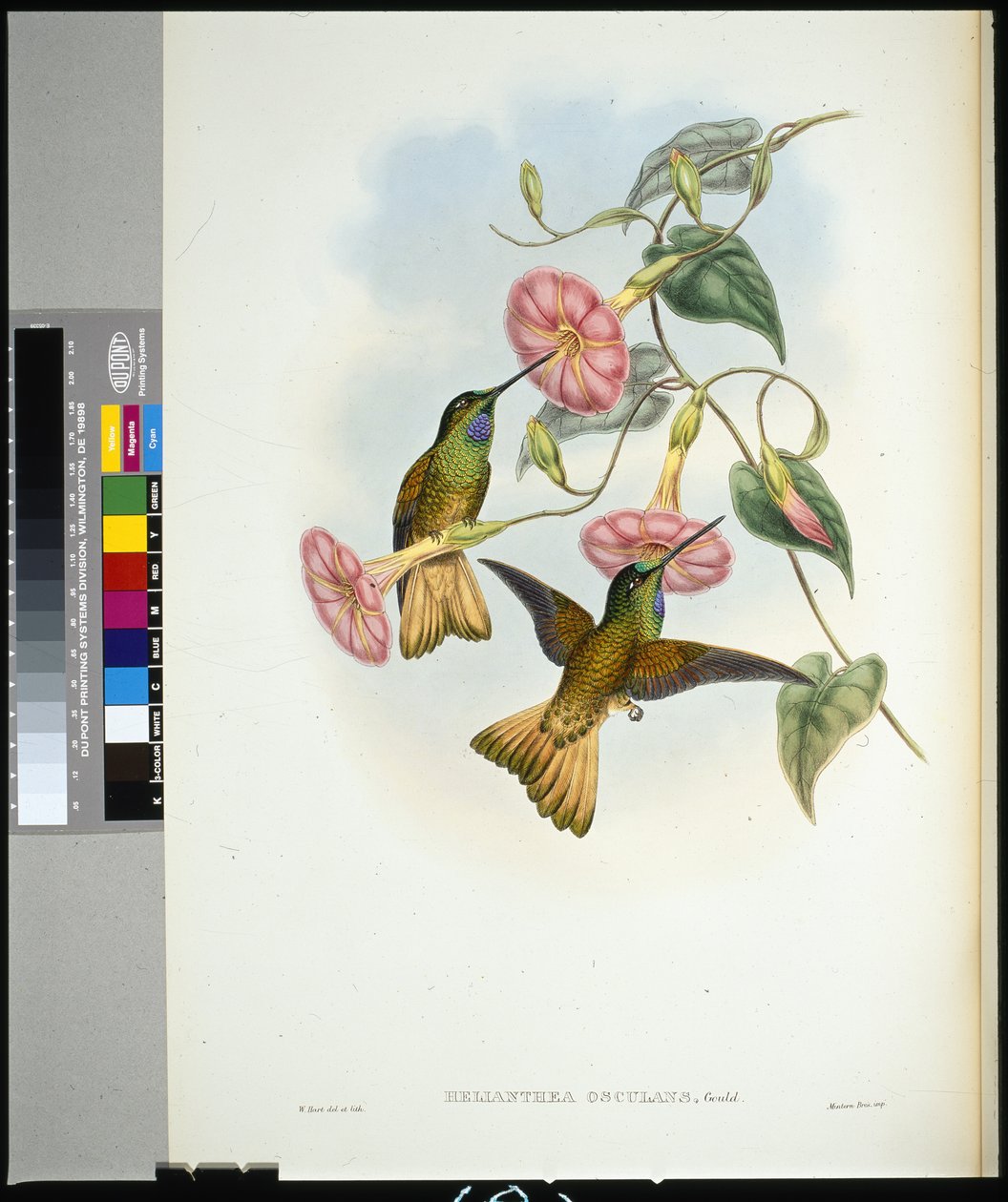 Buff-tailed Star-frontlet by John (after) Gould
