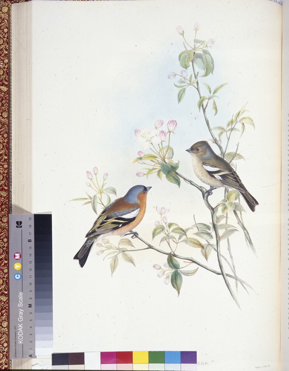 Chaffinch by John (after) Gould