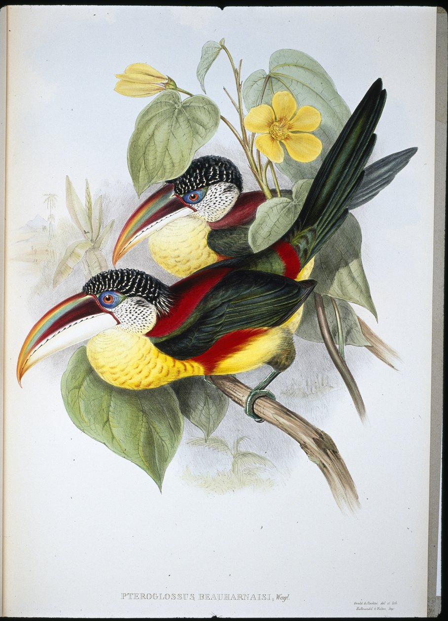Curl-crested Aracari by John (after) Gould