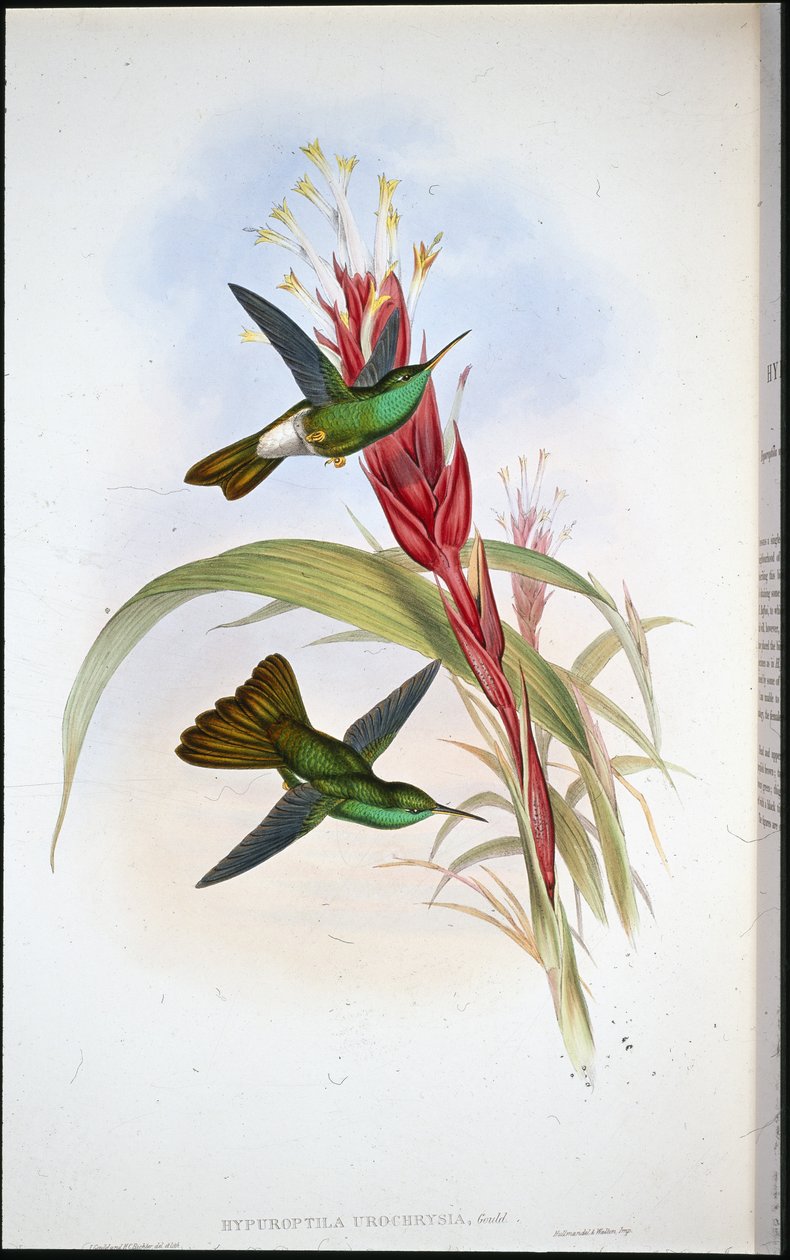 Golden-tailed Plumeleteer (Hypuroptila Urochrysia) by John (after) Gould