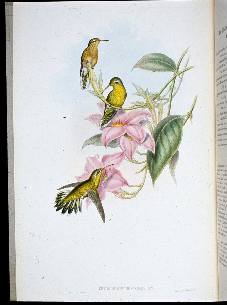 Golden-throated Hummingbird (Chrysobronchus viriscens) by John (after) Gould