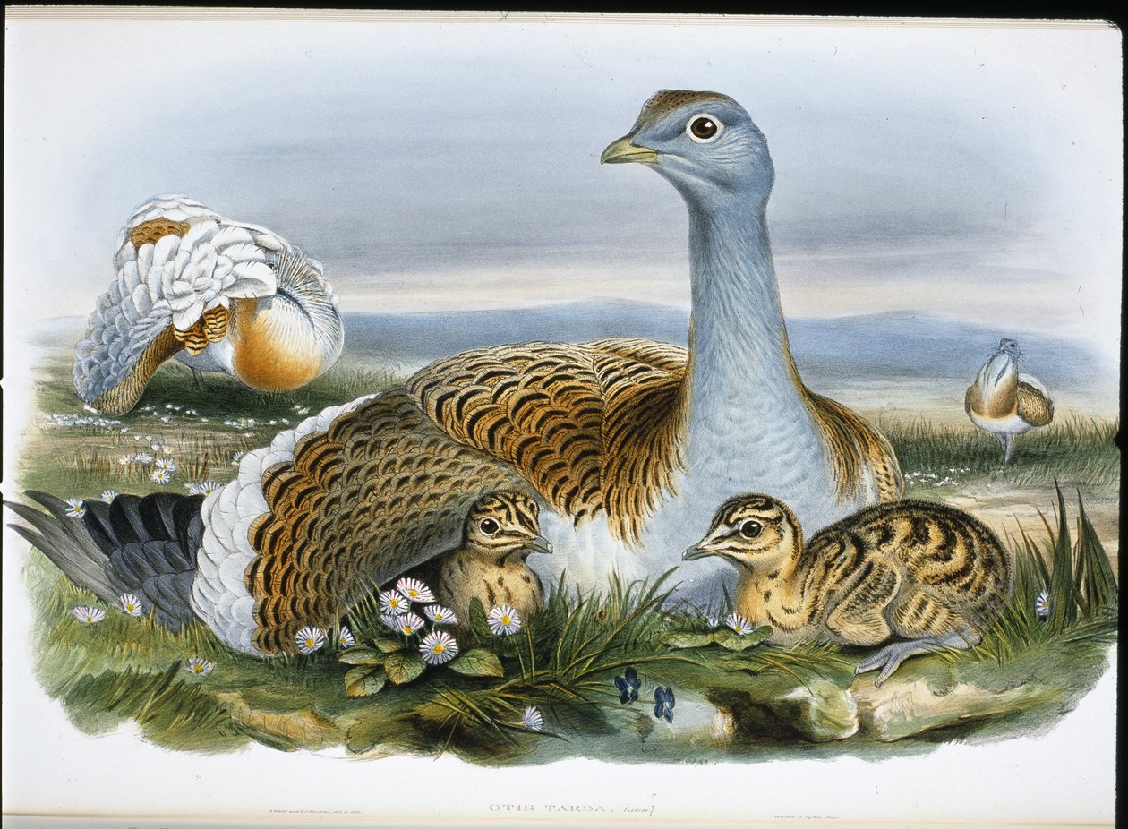 Great Bustard by John (after) Gould