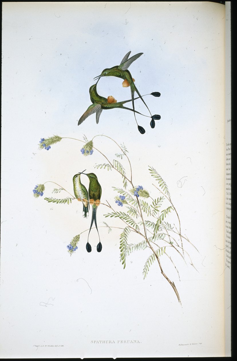 Peruvian Racket-tail by John (after) Gould