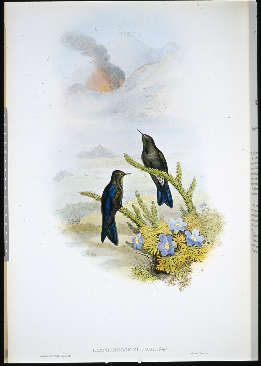 Southern Thorn-bill (Ramphomicron Vulcani) by John (after) Gould