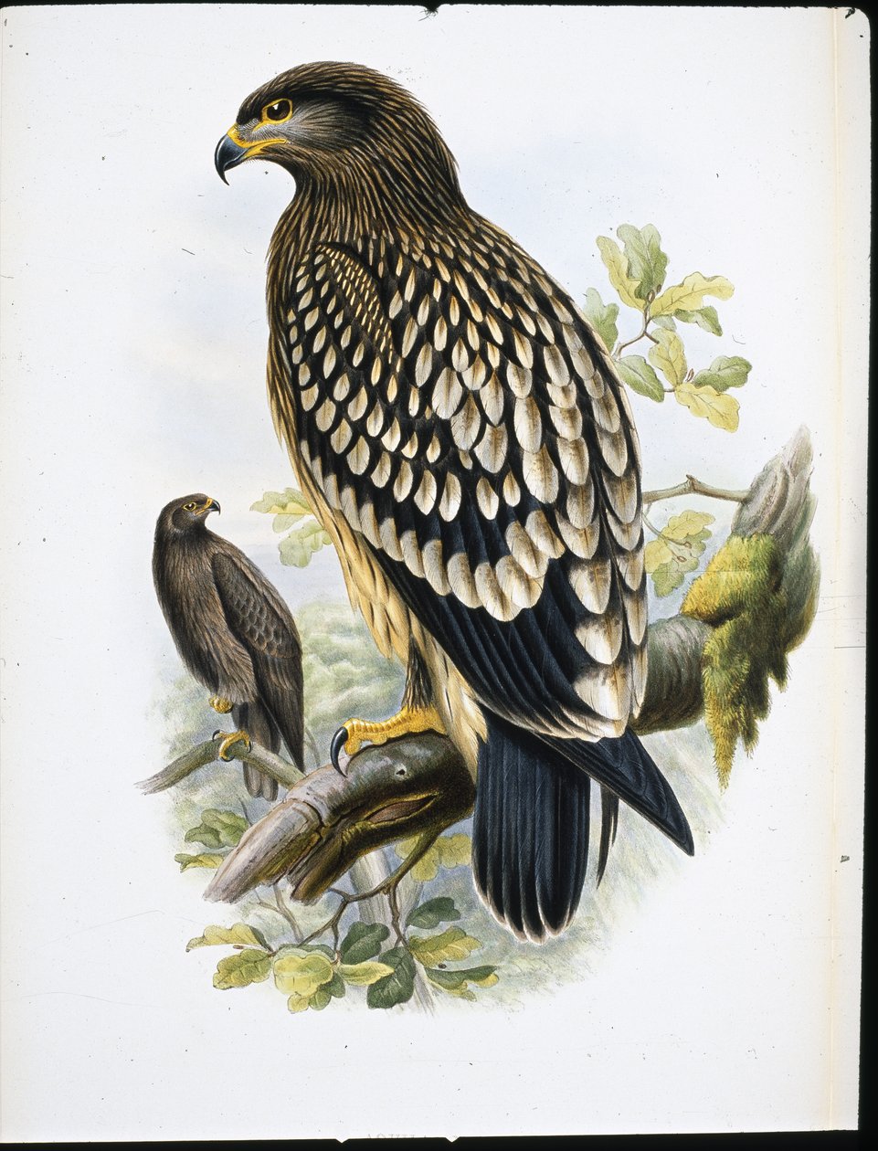Spotted Eagle by John (after) Gould