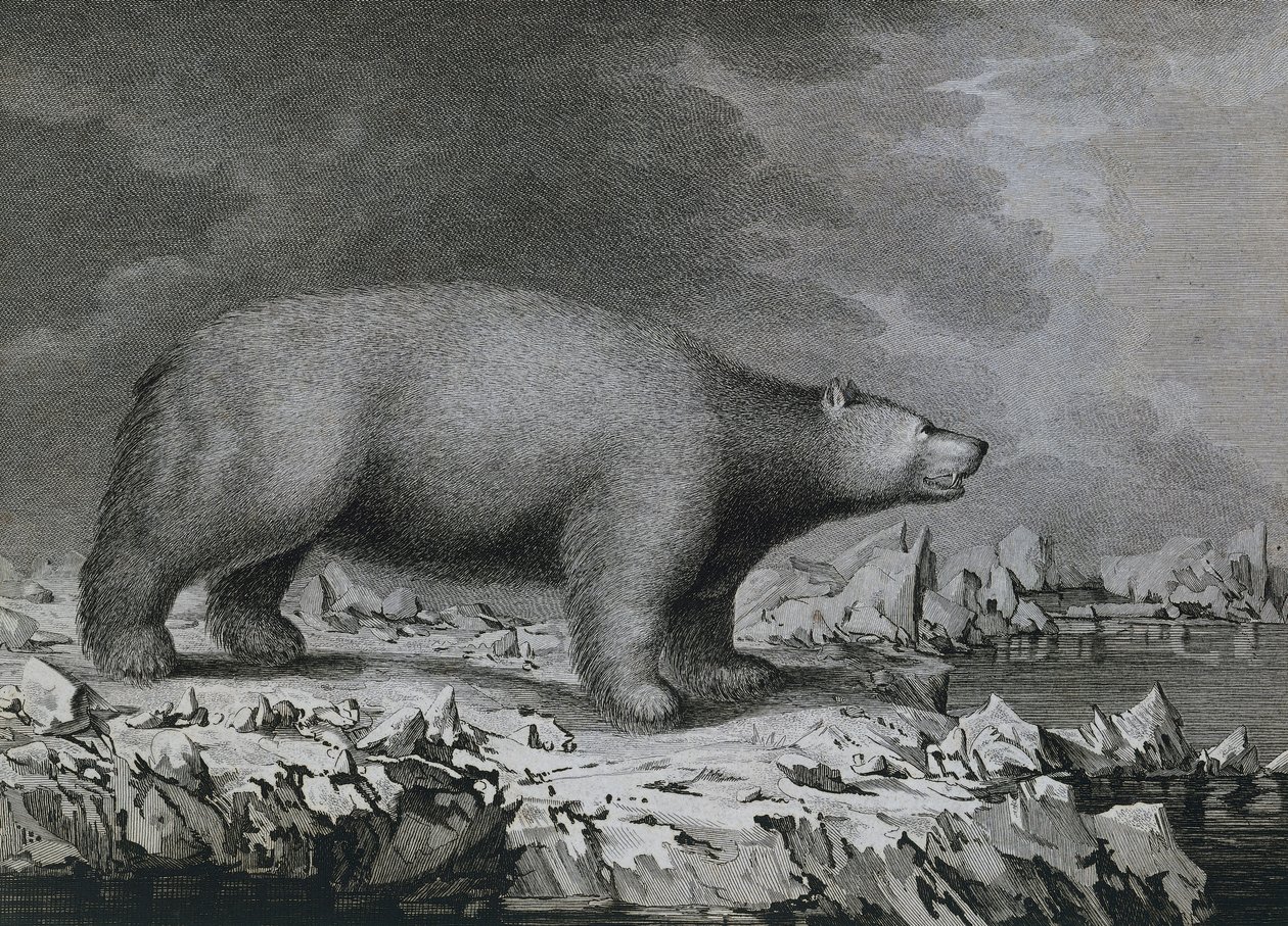 Polar Bear by John (after) Webber