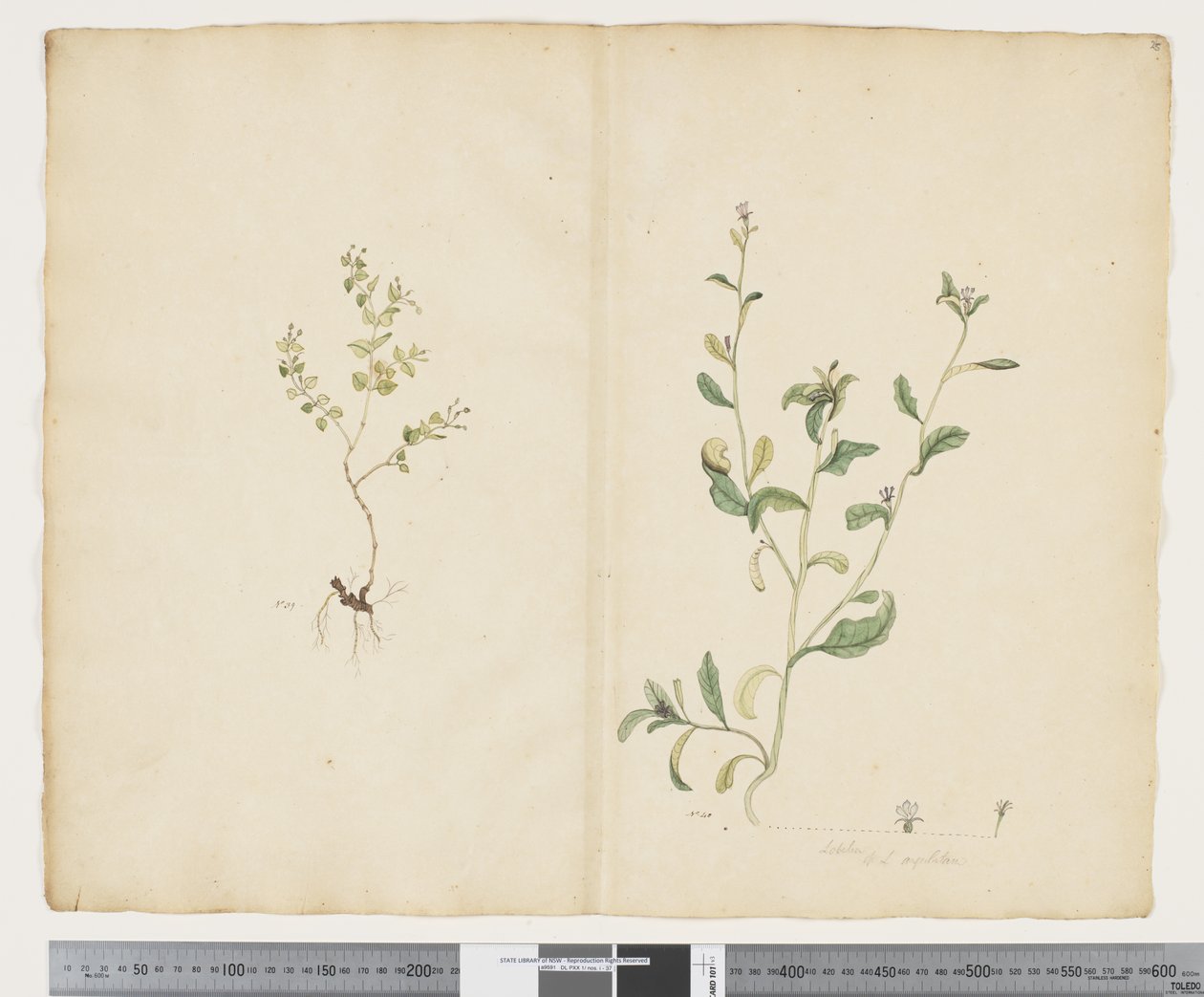 Euphorbia sparrmannii; Lobelia alata, c.1790-95 by John (attr. to) Doody