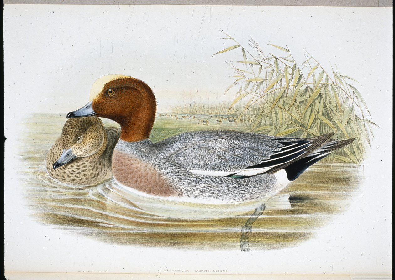 Widgeon by John (after) Gould: Premium art reproduction