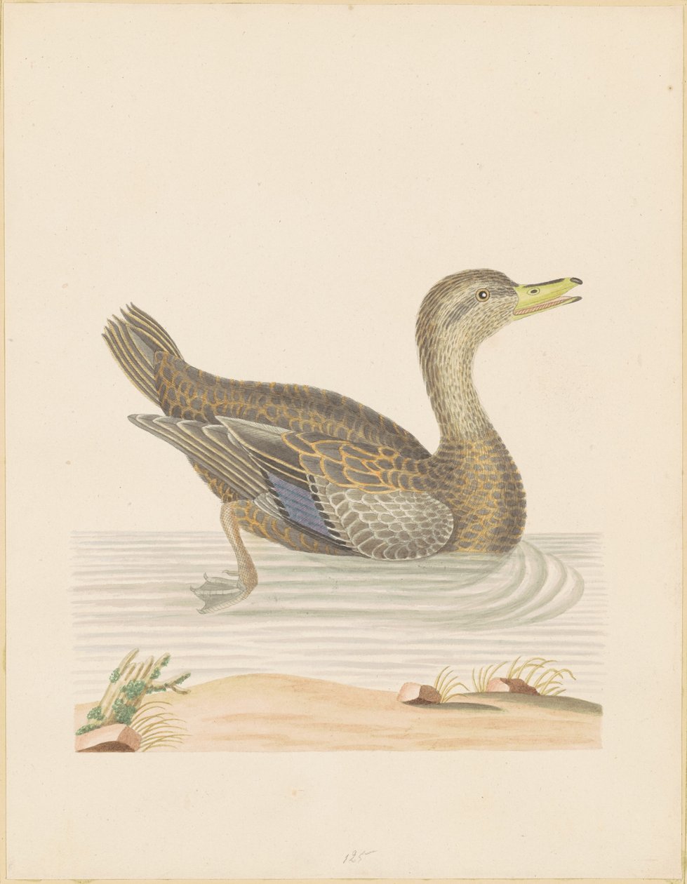 Roan Duck by John Abbot