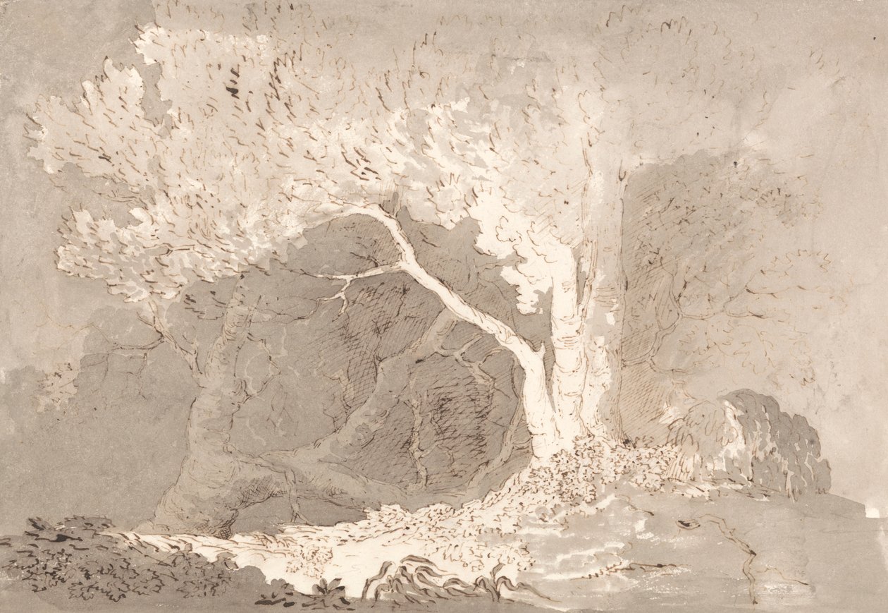 Tree Study by John Baverstock Knight