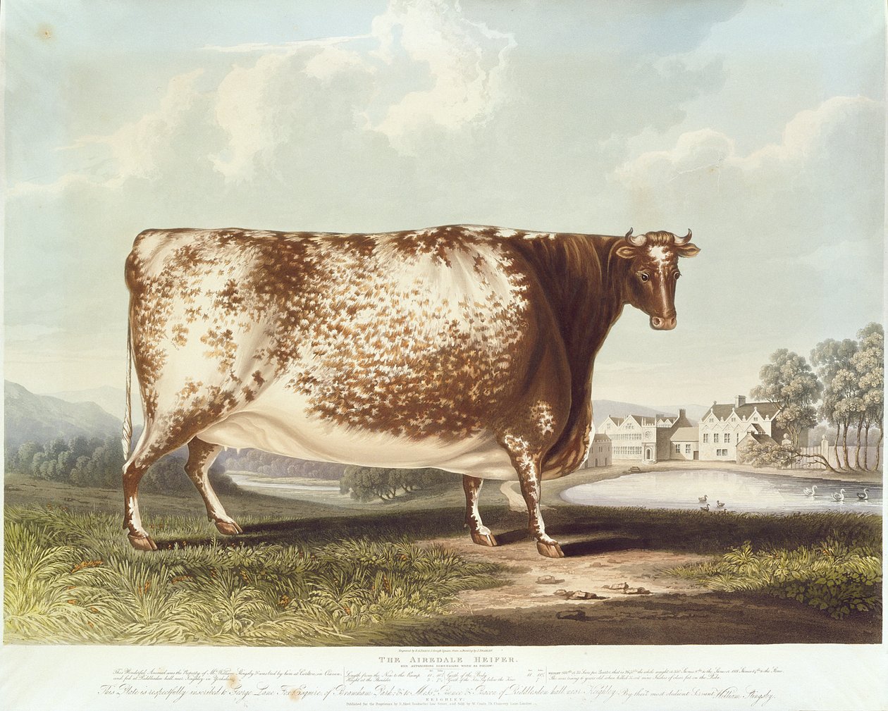 The Airedale Heifer (engraved by R. Reeve) by John Bradley