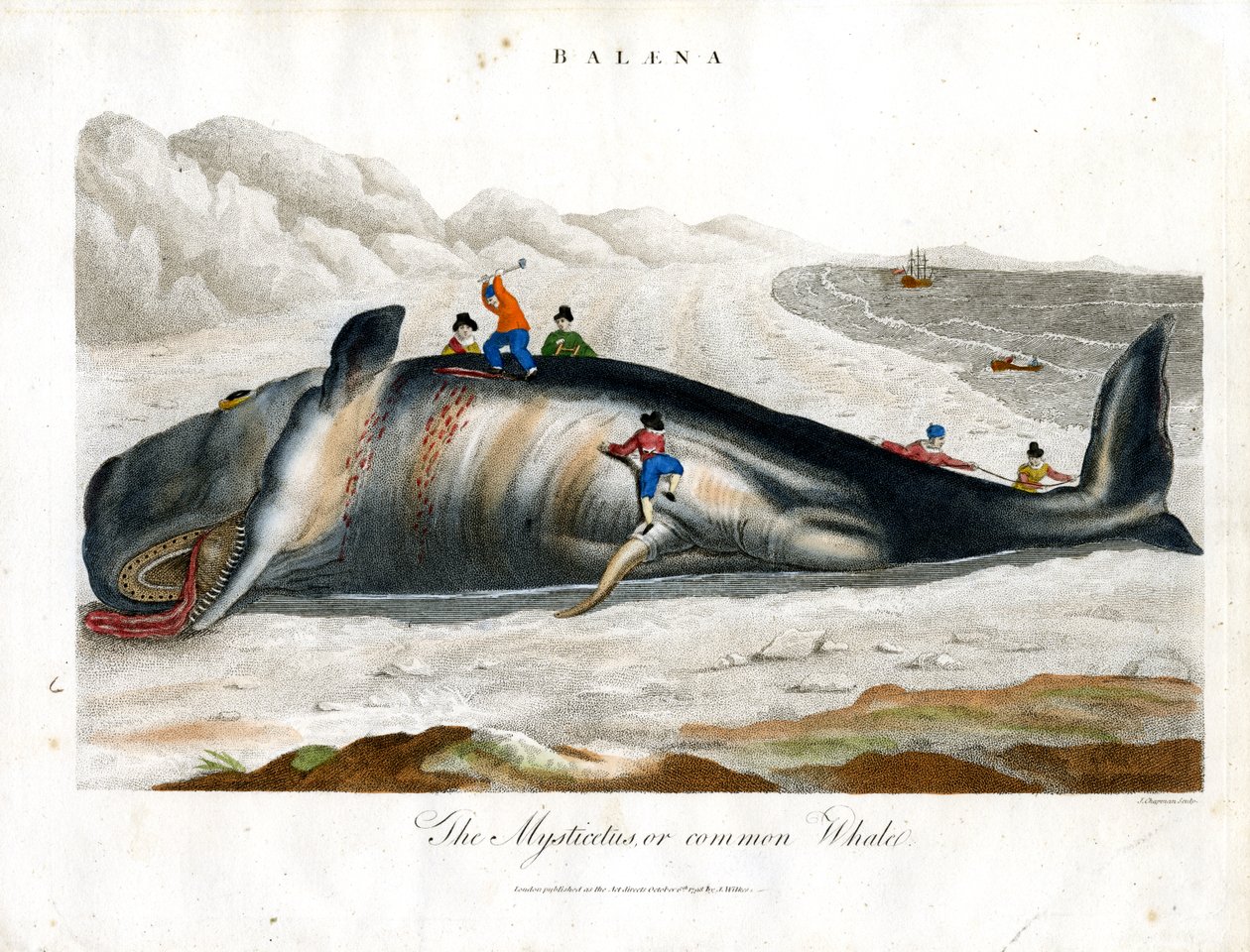 Greenland Whale or Common Whale by John Chapman