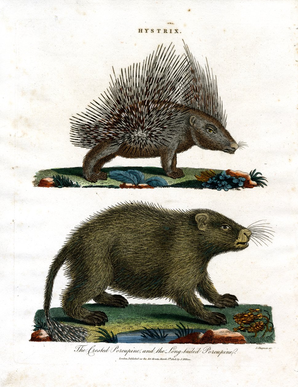 Hystrix (Porcupines) by John Chapman
