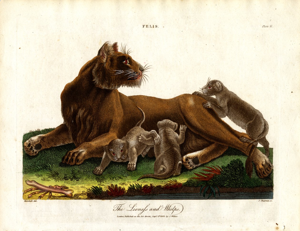 Lioness and Cubs (Plate II) by John Chapman