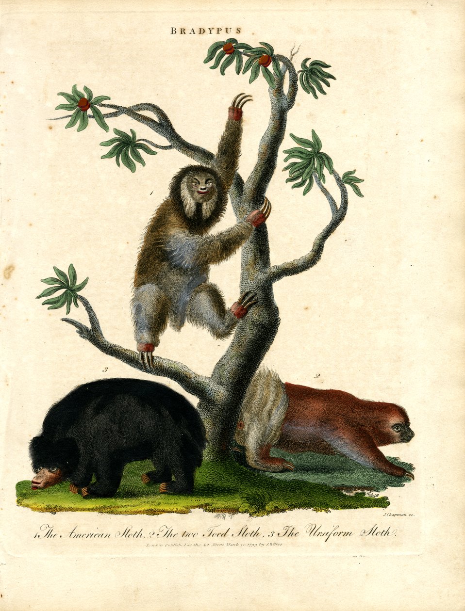 Sloths - Bradypus by John Chapman