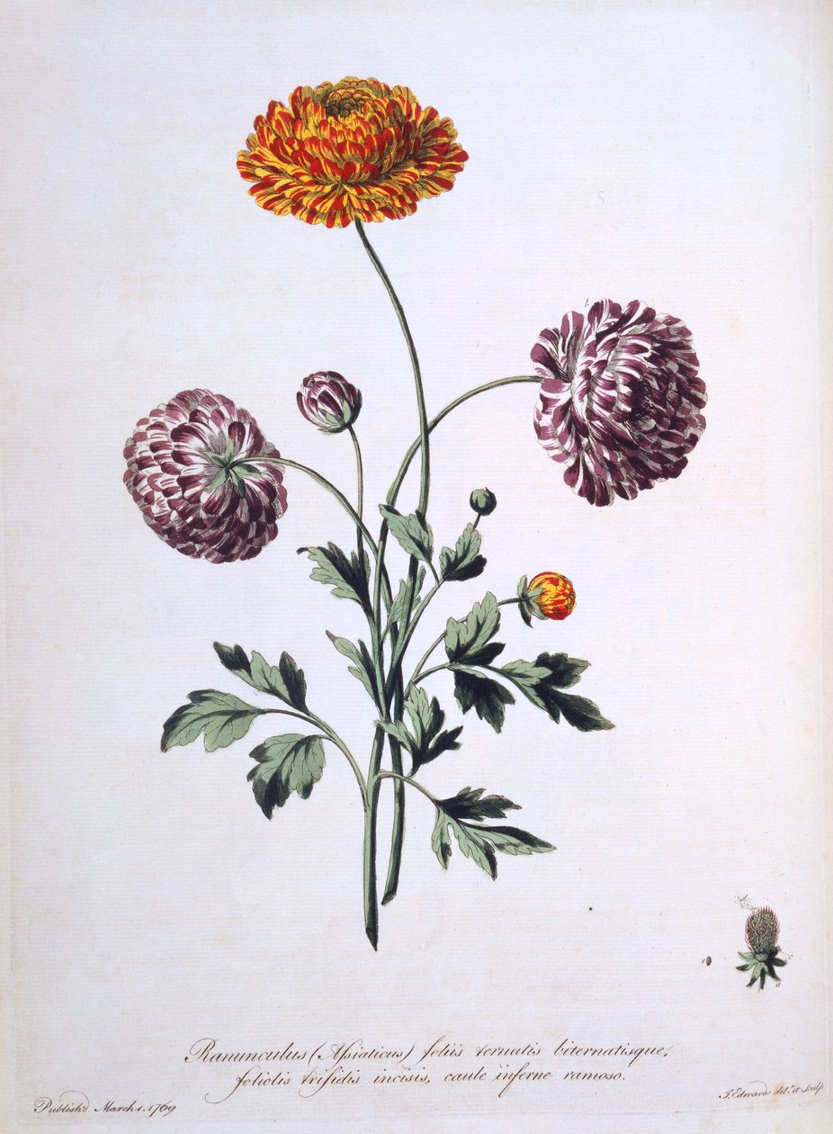 Ranunculus, illustration from 