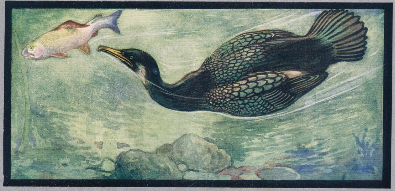 A bird chasing a fish, illustration from 'Helpers Without Hands' by ...