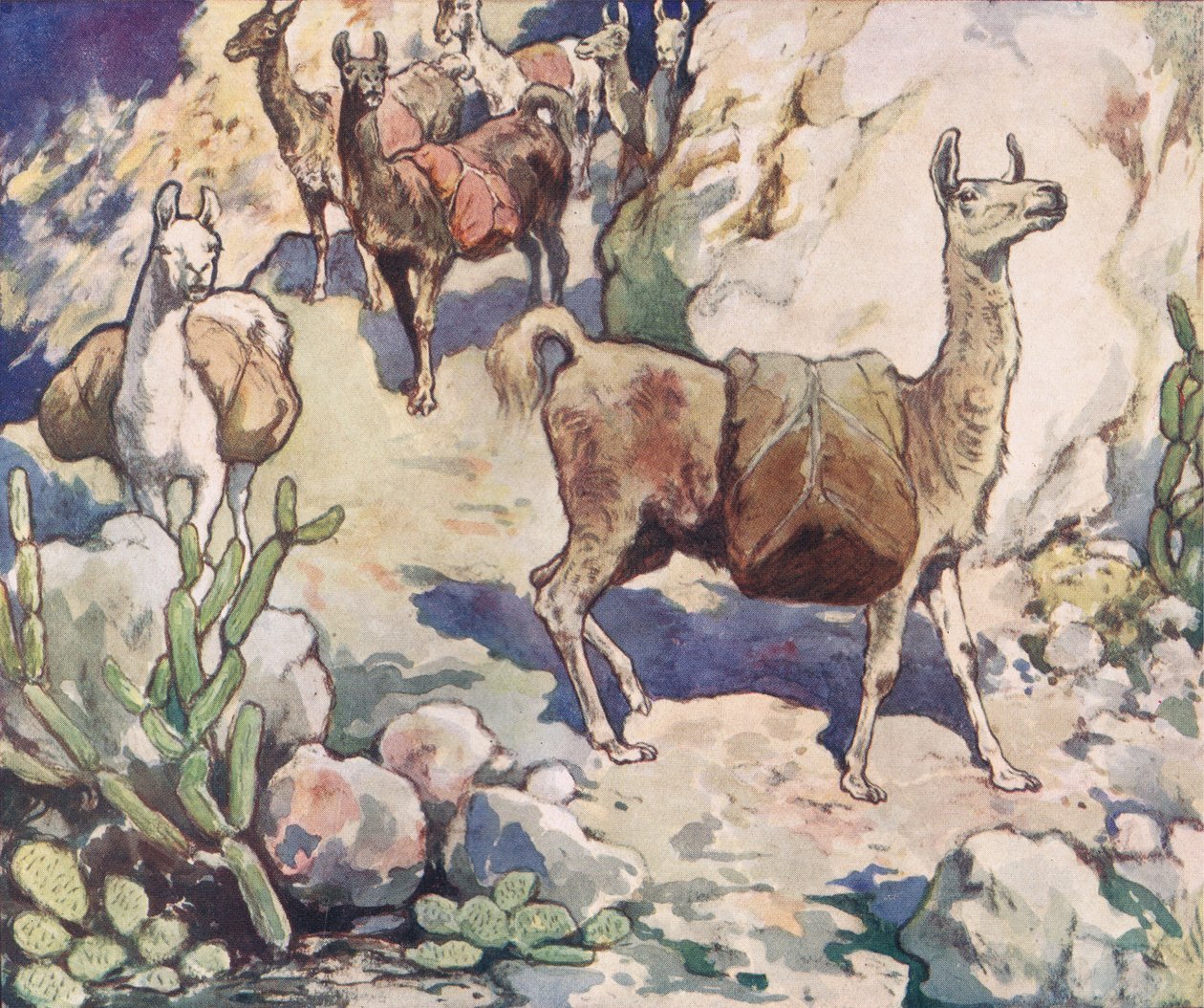 Alpacas on a mountain path, illustration from 