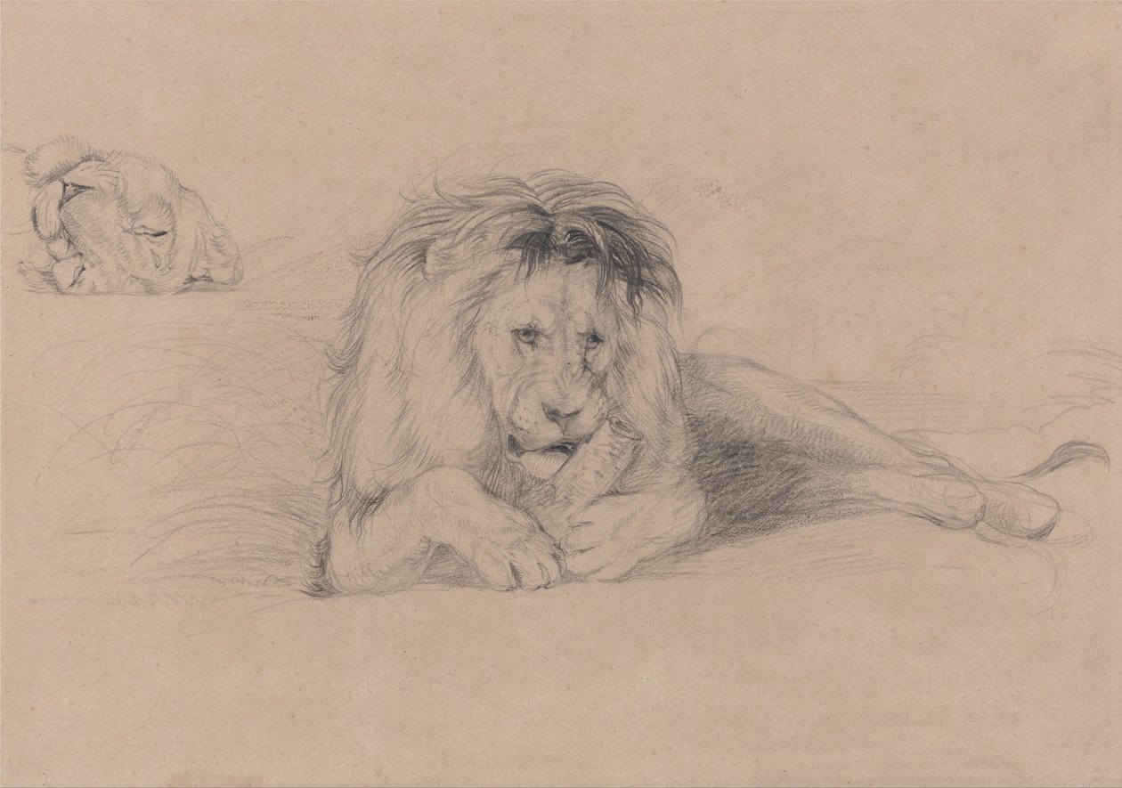 Study of a Lion and Study of a Lioness
