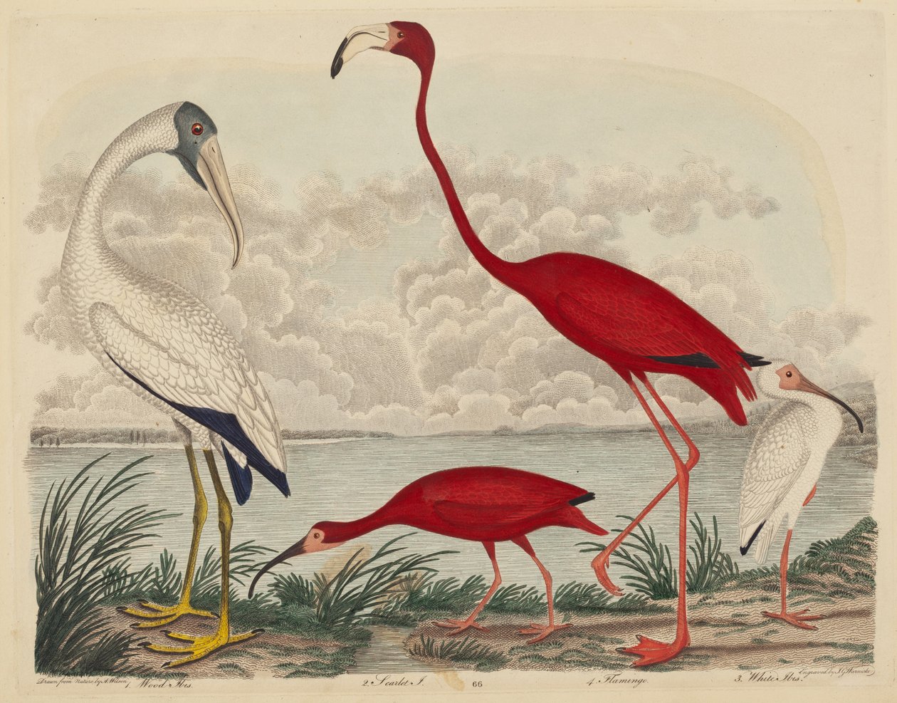 Wood Ibis, Scarlet Ibis, Flamingo, and White Ibis by John G. Warnicke after Alexander Wilson