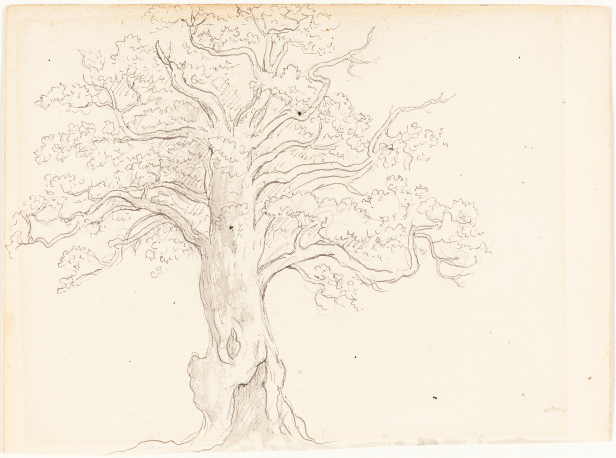 An Oak Tree by John Glover