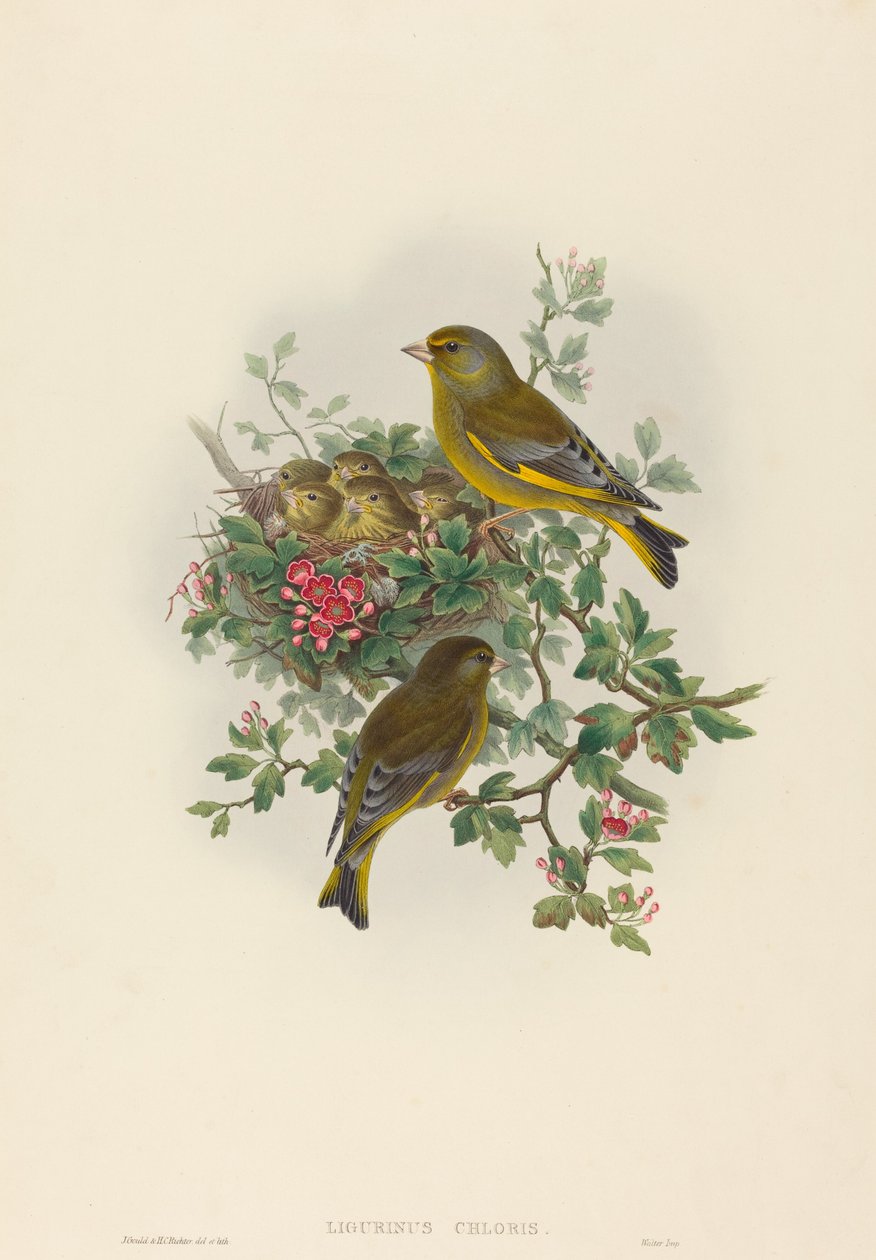 Ligurinus Chloris Greenfinch by John Gould and Henry Constantine Richter John Gould and Henry Constantine Richter