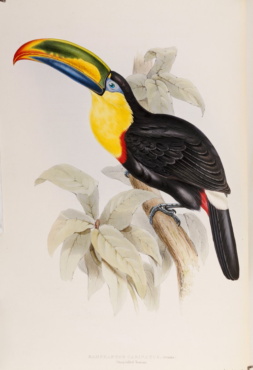 A Monograph of the Ramphastidae, or Family of Toucans, First Edition, Published 1834 by John Gould