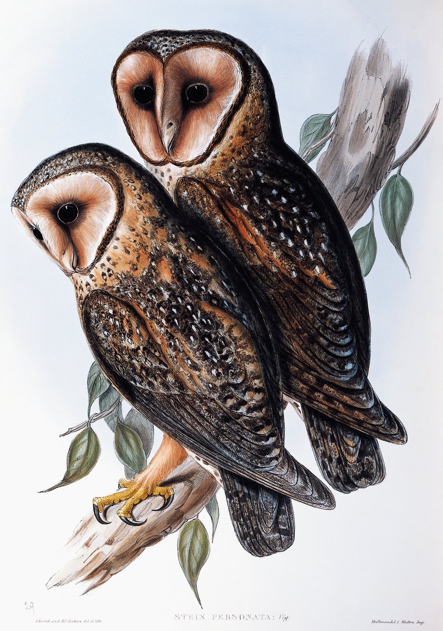 Australian Masked-Owl, lithograph from Birds of Australia by John Gould