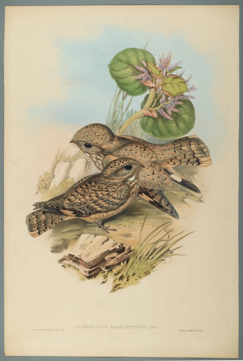 Nightjar by John Gould