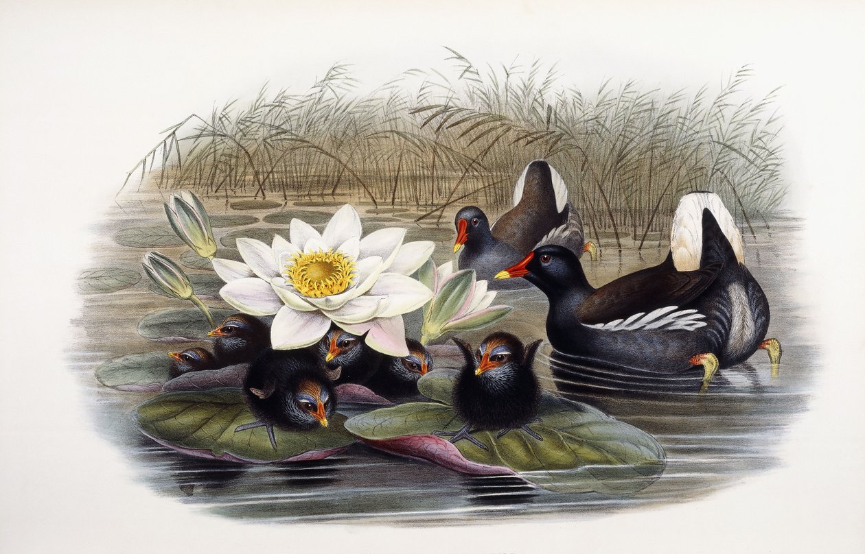 Gallinula Chloropus by John Gould
