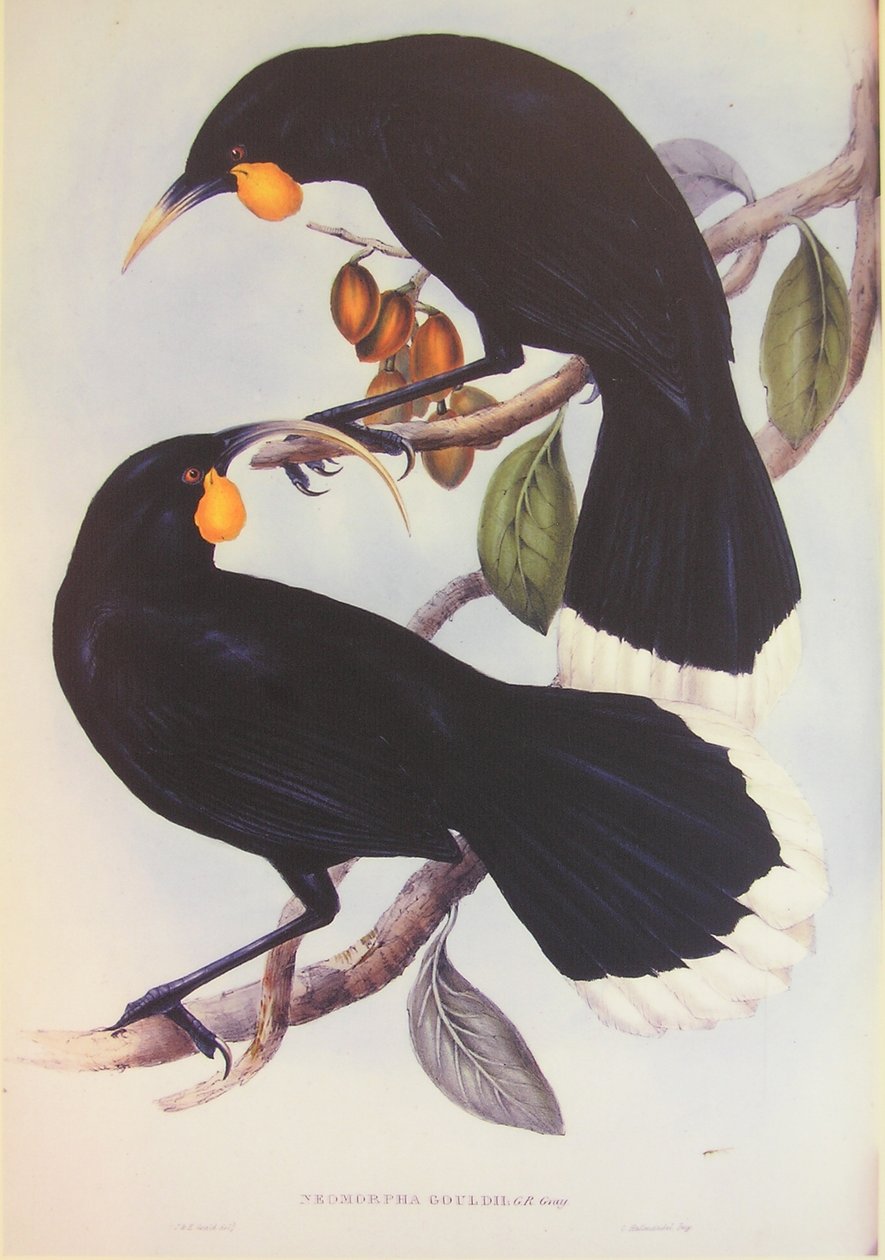 Huia Pair Illustration by John Gould