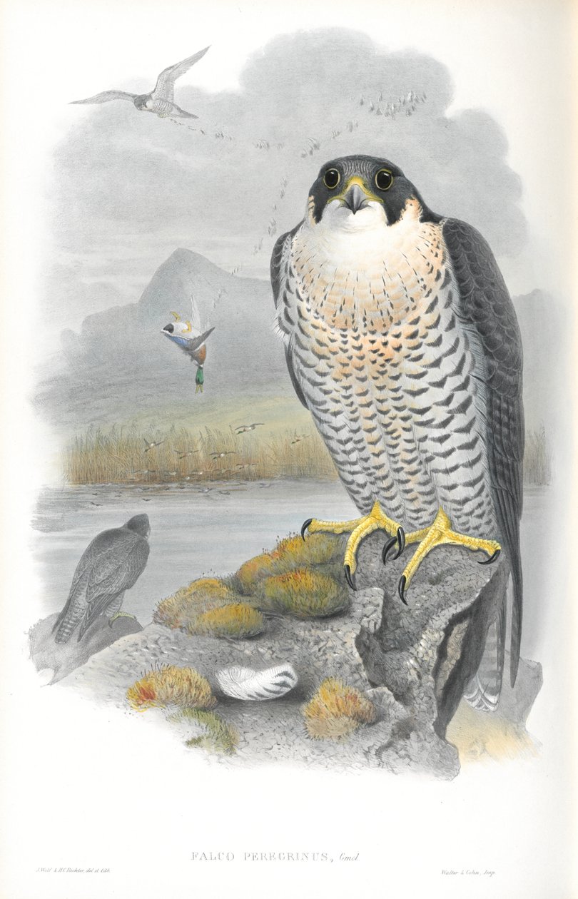 Illustration of Falco Peregrinus (Peregrine Falcon)