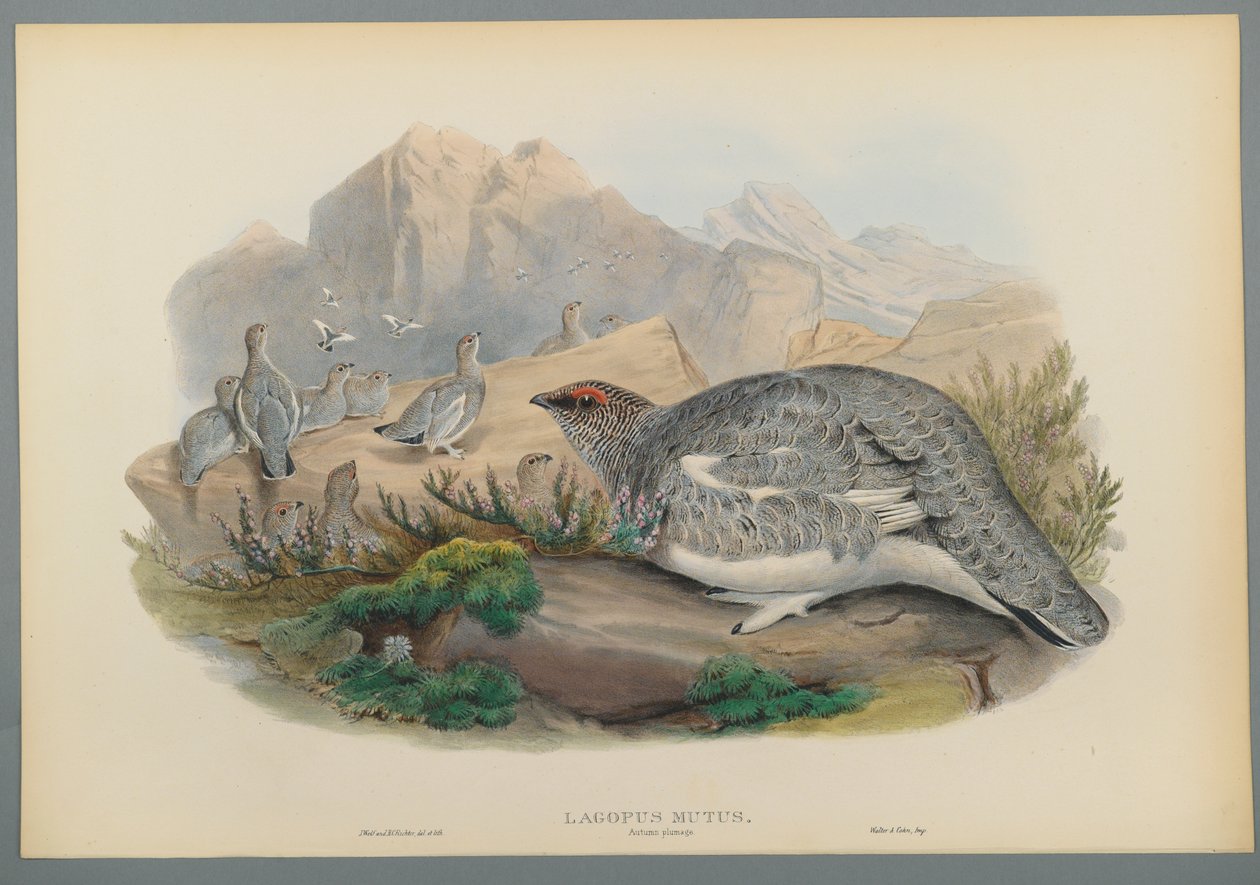 Common Ptarmigan (Autumn Plumage) by John Gould